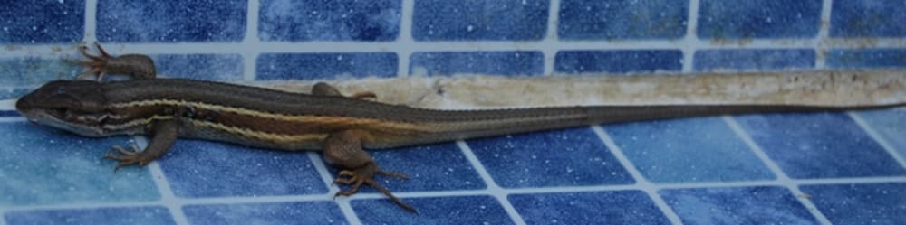 Lizard - Large Psammodromus