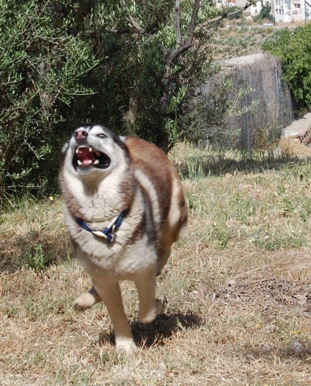 Husky in psycho mode