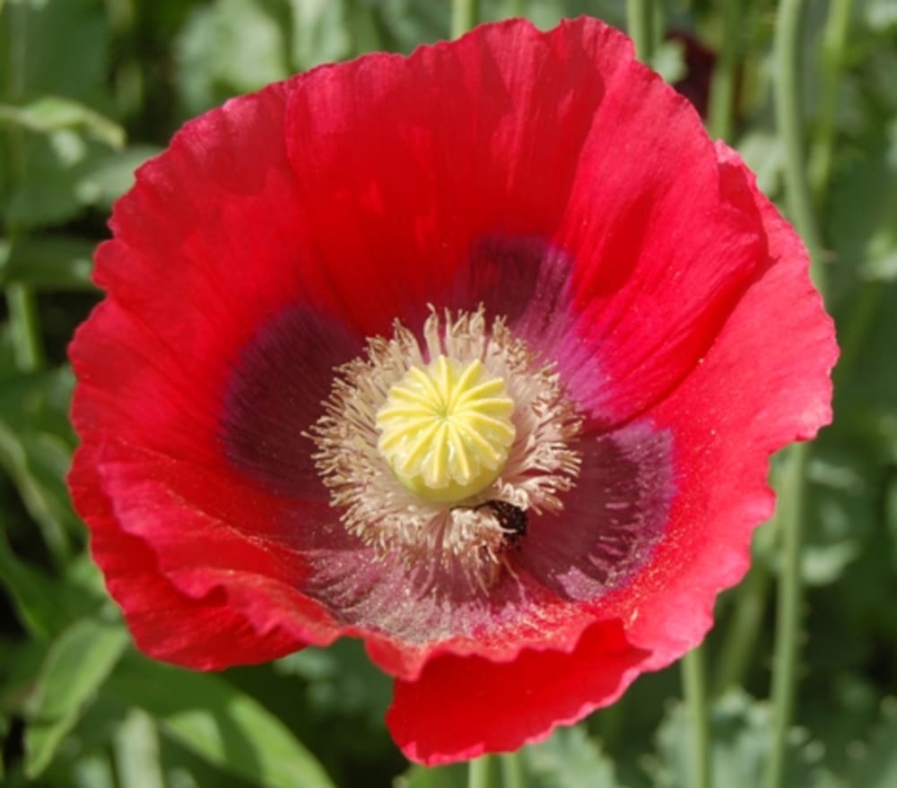 Papaver somnifera Opium Poppy