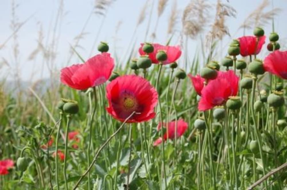 Papaver somnifera Opium Poppy