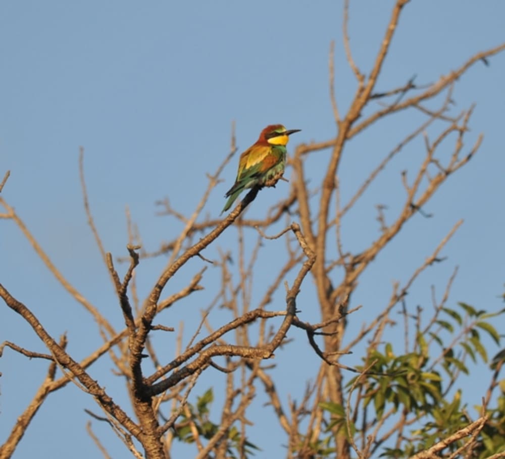 Bee Eater