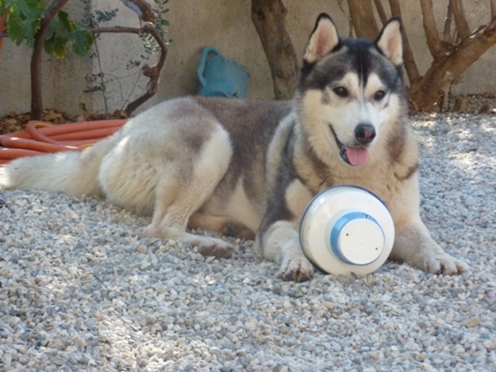 Khumbu looking very proud of himself