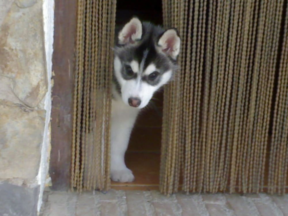 Khumbu aged 9 weeks old