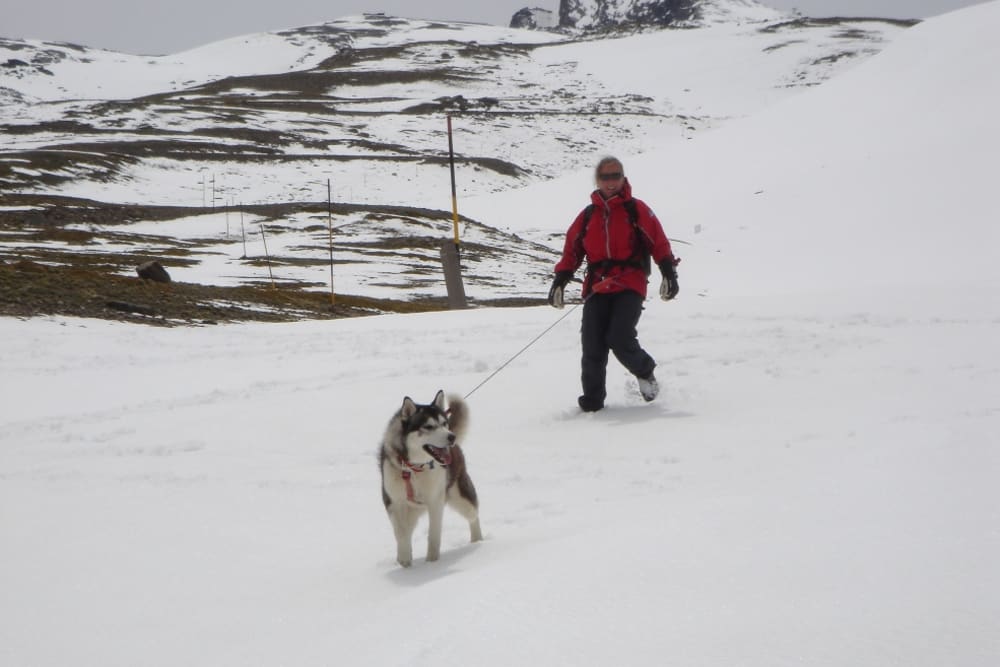 A happy Khumbu aged 14months pulling me down hill in the Sierra Nevada