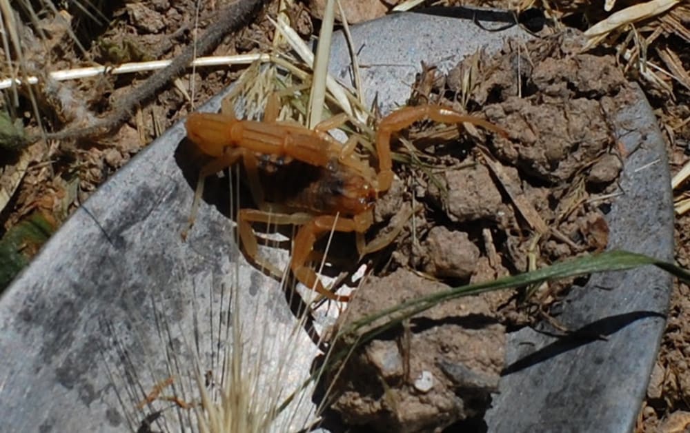 These scorpions are not deadly but can produce a very painful sting