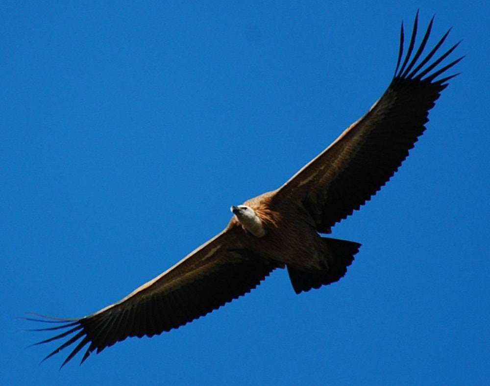 Griffon Vulture