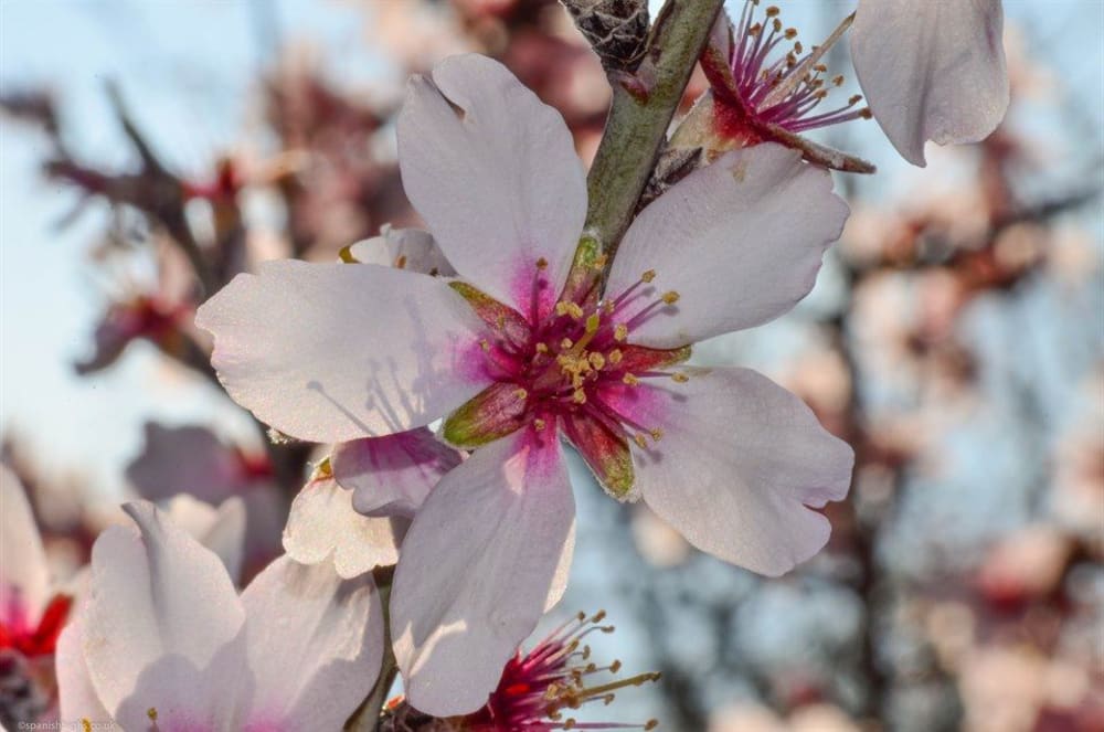 Almond blossom