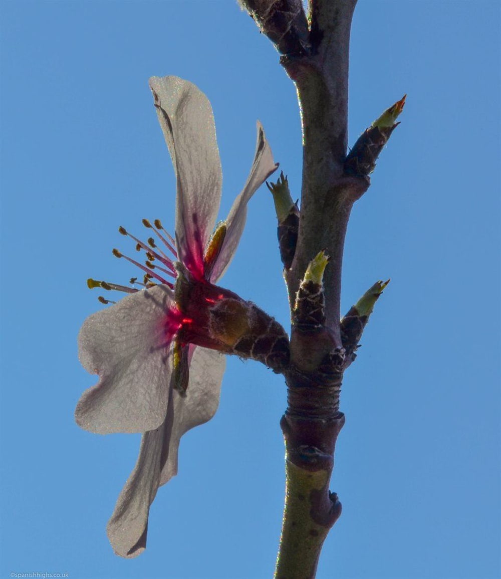 Almond blossom