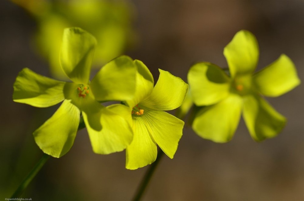 Bermuda buttercup