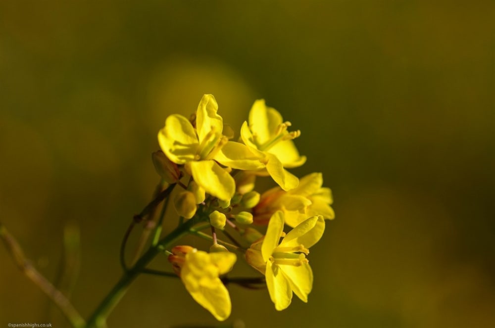 Field mustard - Sinapis arvensis