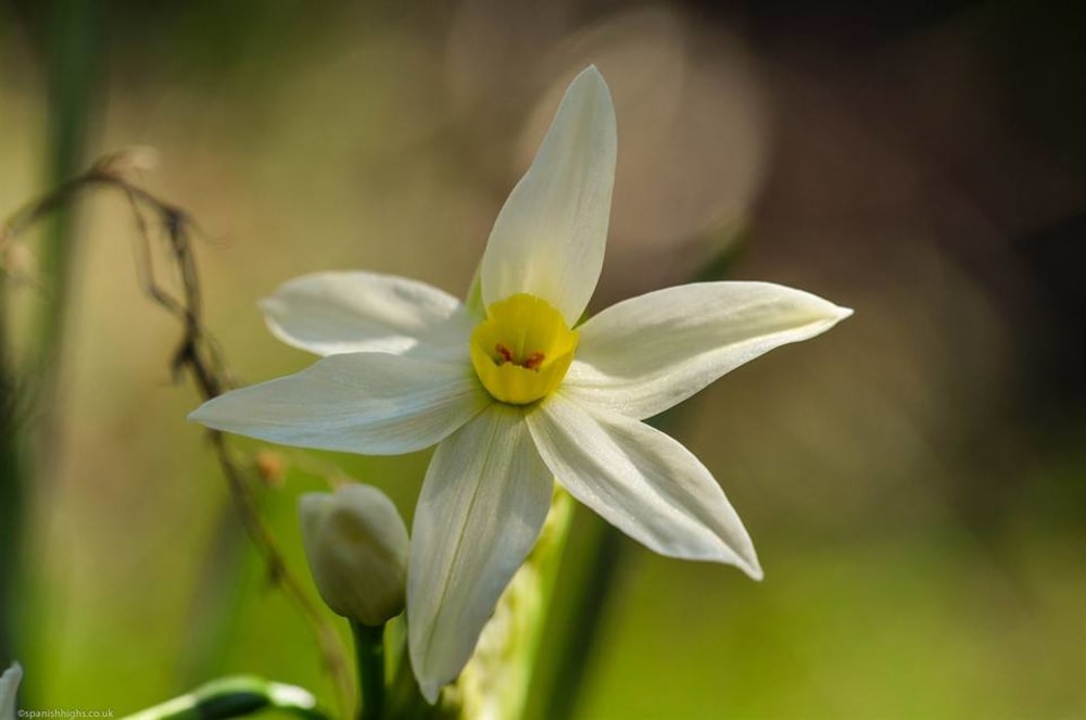 Paperwhite narcissi -Narcissus papyraceus