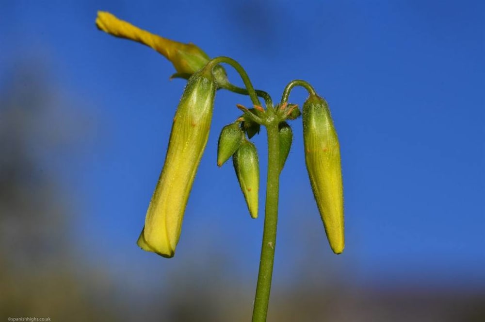 Bermuda buttercup