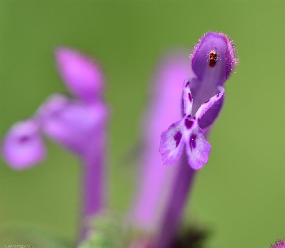 Purple deadnettle - Lamium purpureum