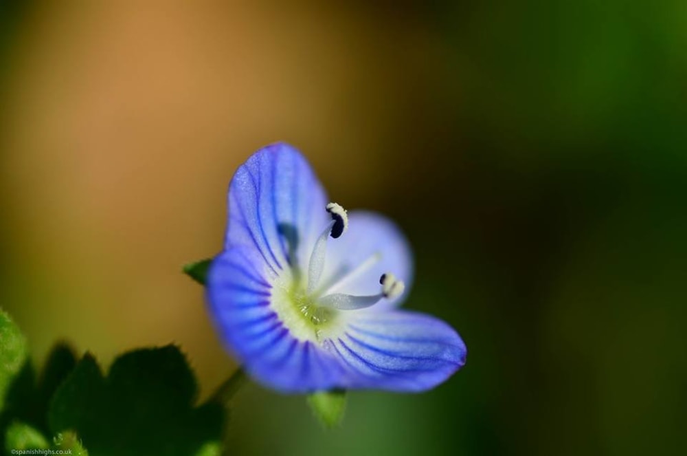 Common field-speedwell - Veronica persica