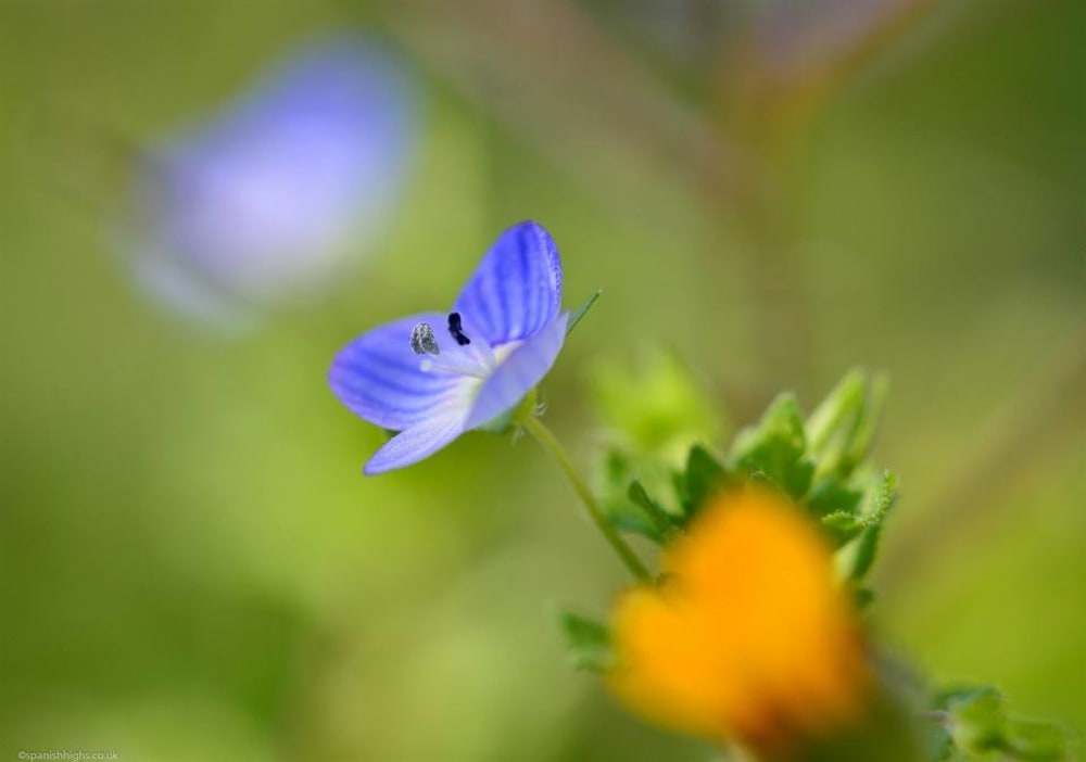 Common field-speedwell - Veronica persica