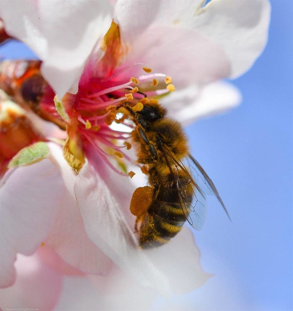 Bee on Almond blossom