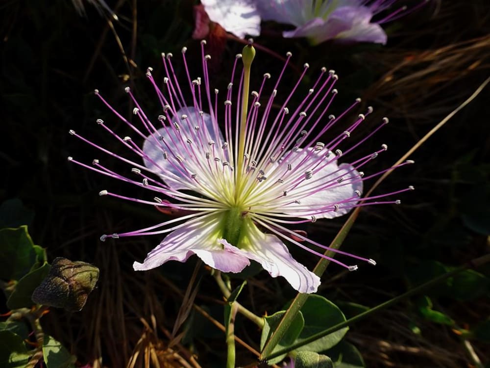 Caper flower -Capparis ovata