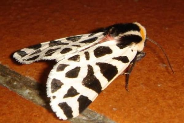 Tiger moth