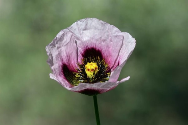 How fragile life is