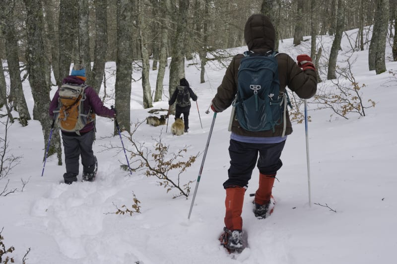 Descent through the powder