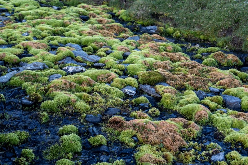 The moss covered stream