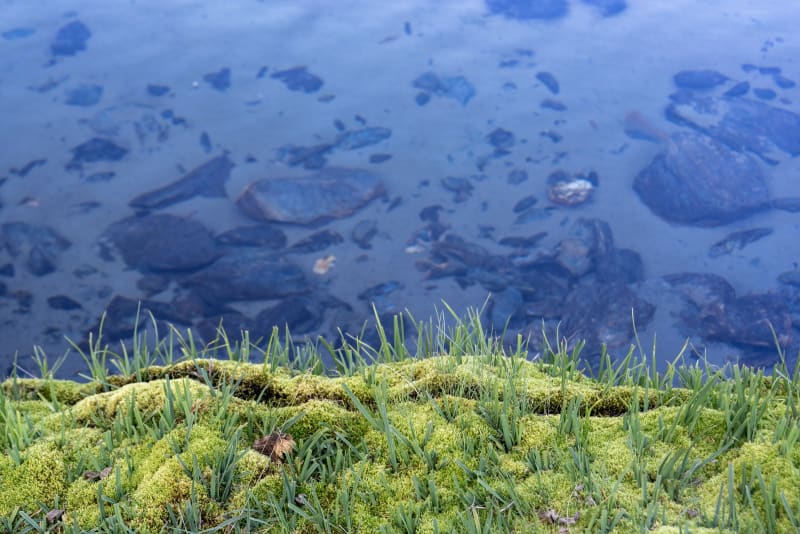 Grasses at the side of Laguna Misterioso