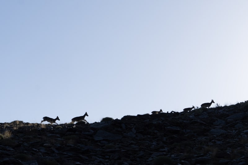 Spanish Ibex (Cabra Montes) running across our path