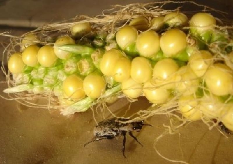 The Road to Self Sufficency, Alpujarras