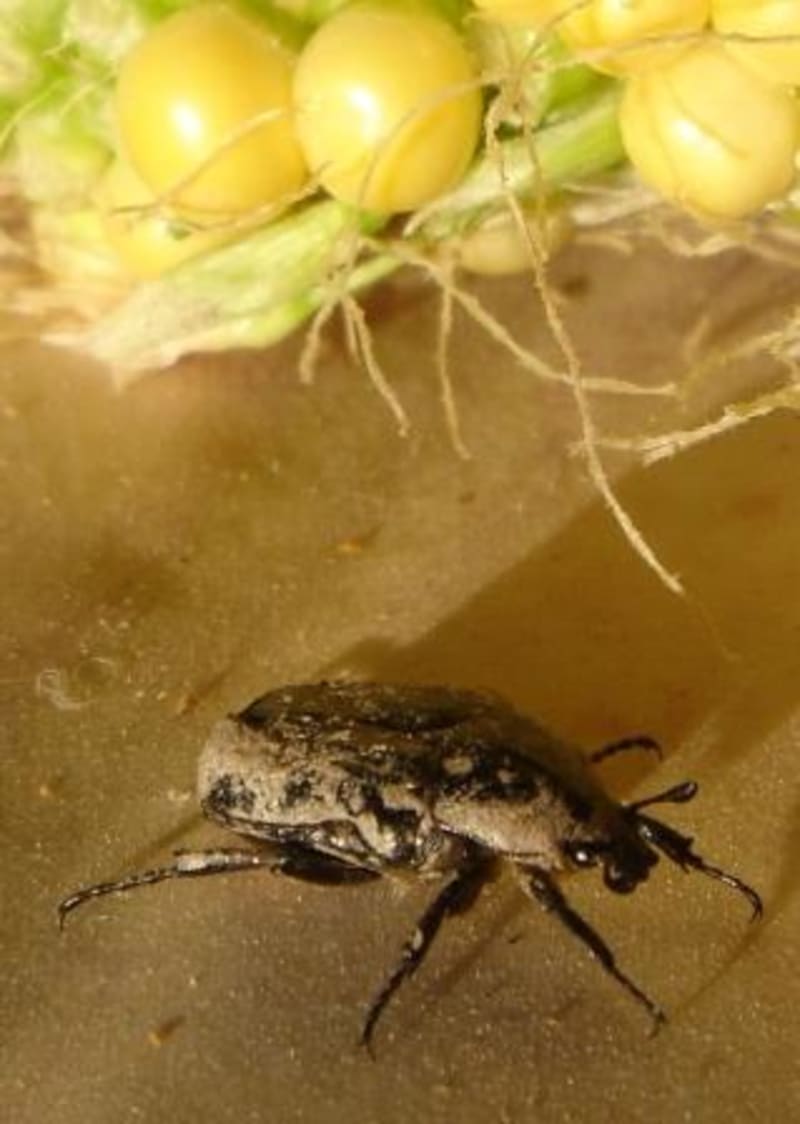 The Road to Self Sufficency, Alpujarras