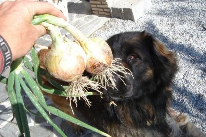 The Road to Self Sufficency, Alpujarras