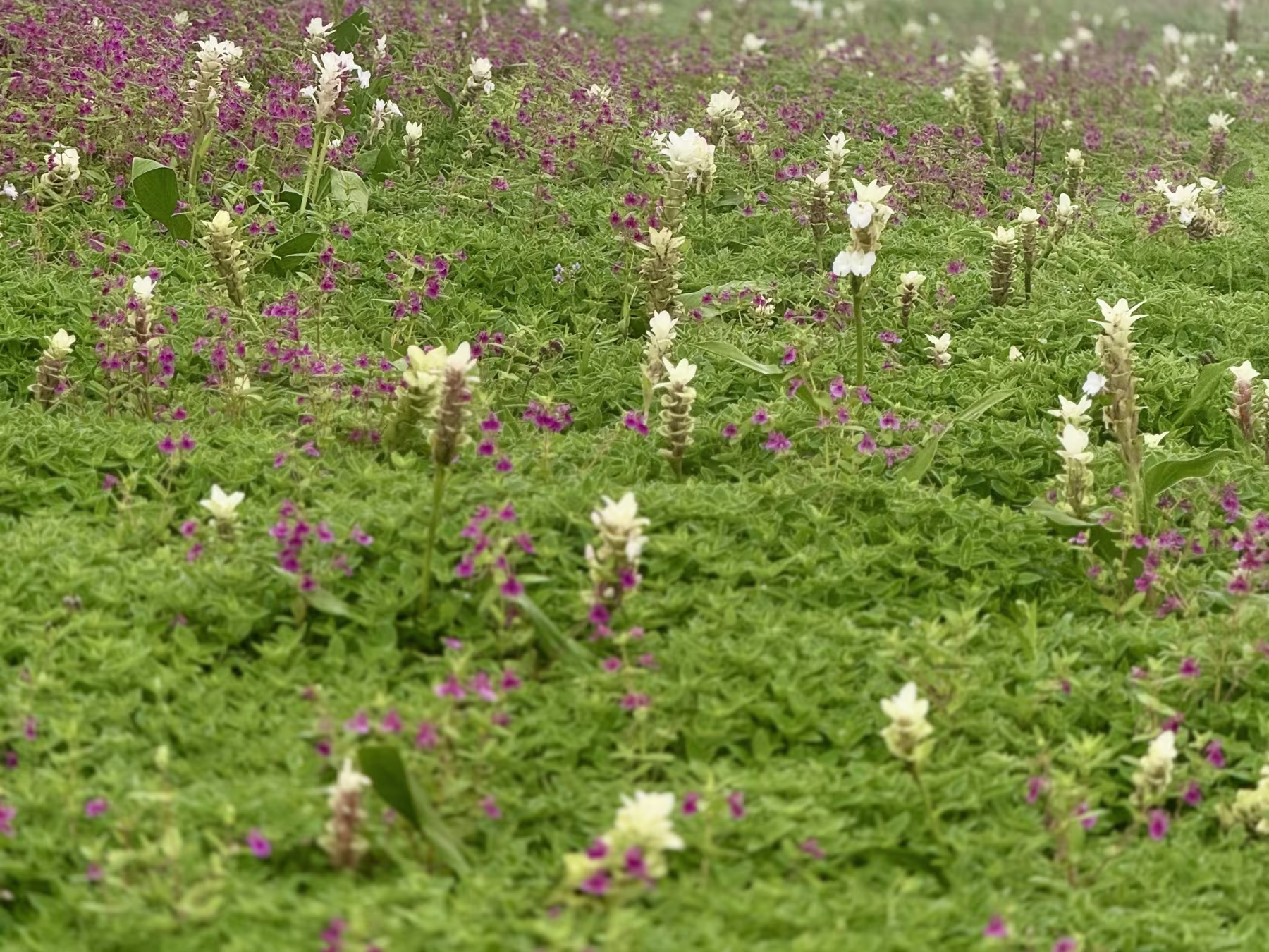 Endemic wildflowers blooming across the UNESCO World Heritage Kaas tableland Close-up field of purple and white endemic wildflowers blooming across the misty Kaas Plateau