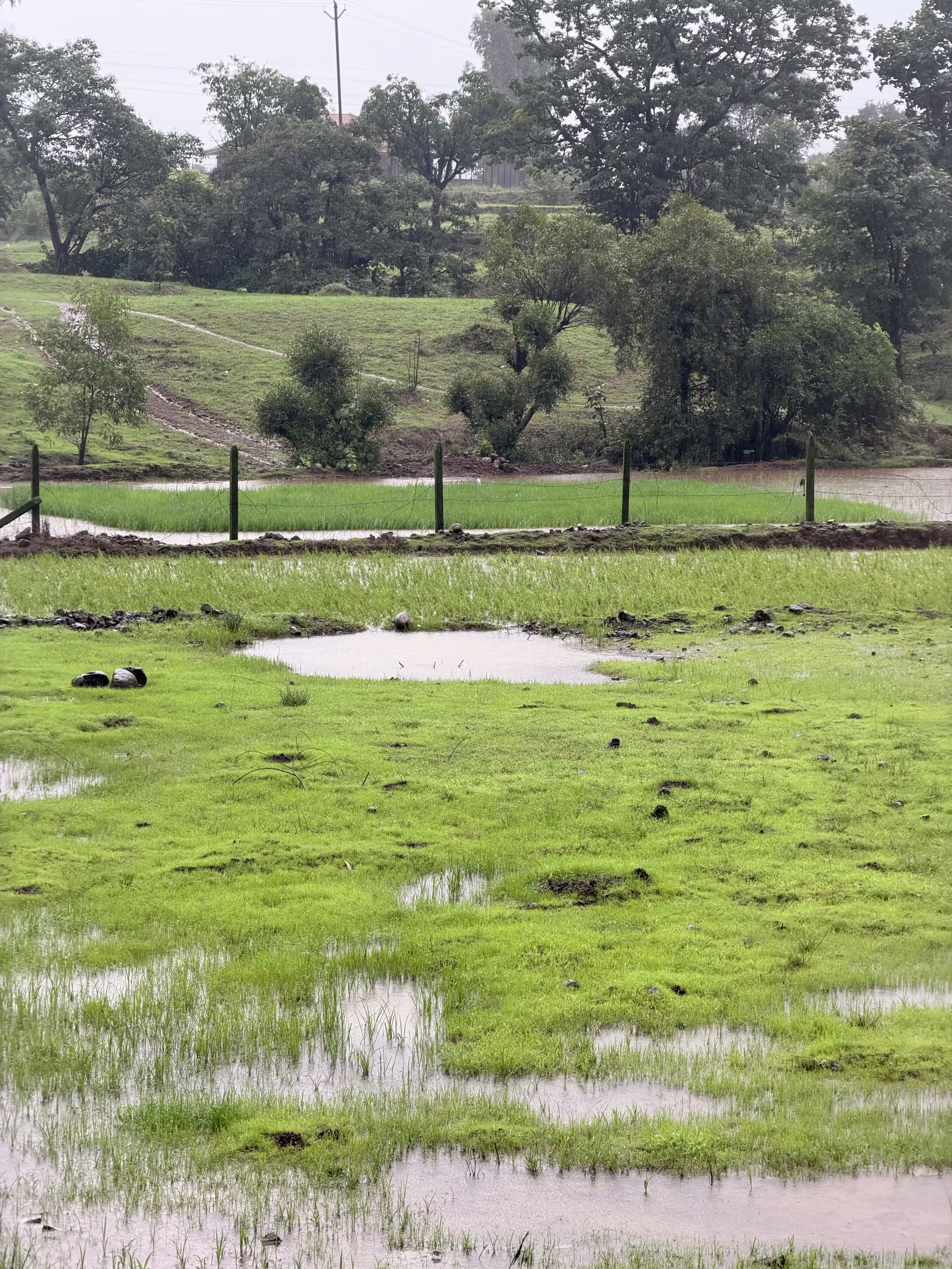 Lush green Sahyadri ghat road during monsoon season near Pune
