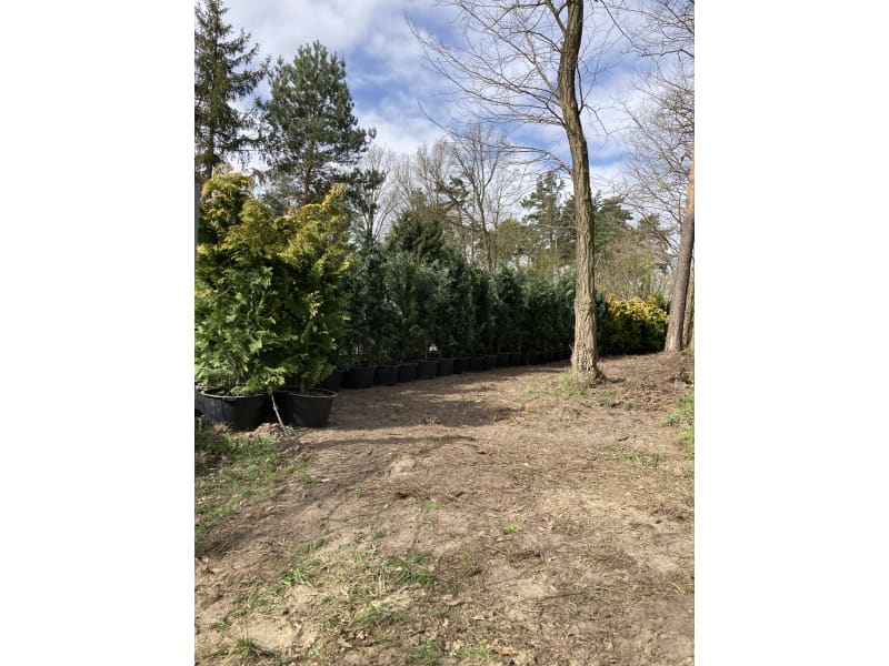 Cyprysik Lawsona Alumigold - Chamaecyparis lawsoniana Alumigold - KrzyweDrzewa.pl