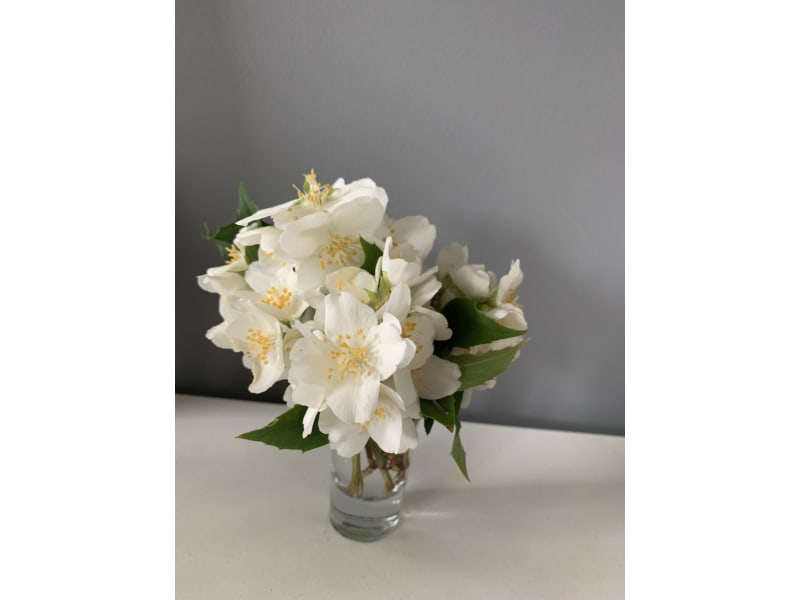 Jaśminowiec wonny - Philadelphus coronarius - KrzyweDrzewa.pl