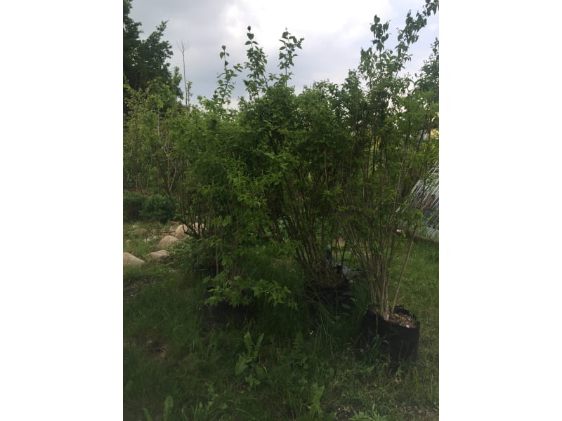 Jaśminowiec wonny - Philadelphus coronarius - KrzyweDrzewa.pl