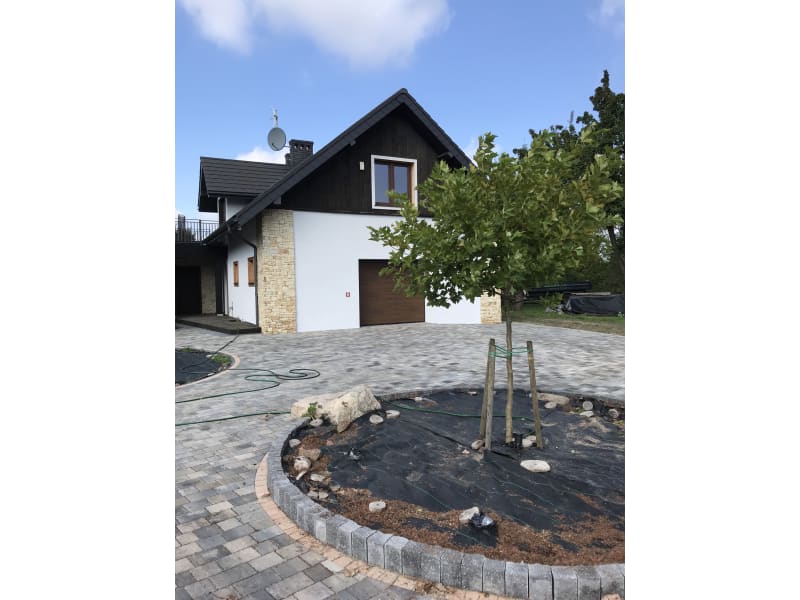 Platan klonolistny - platanus x acerifolia - KrzyweDrzewa.pl