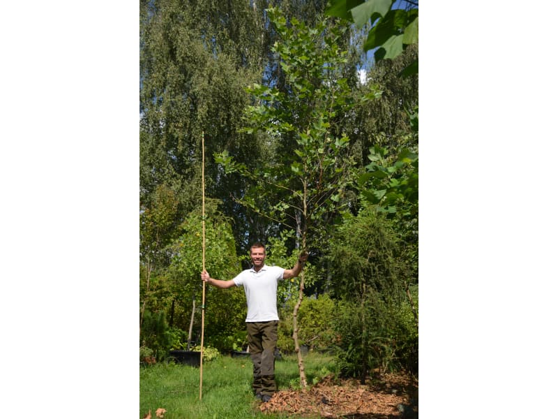 Platan klonolistny - platanus x acerifolia - KrzyweDrzewa.pl