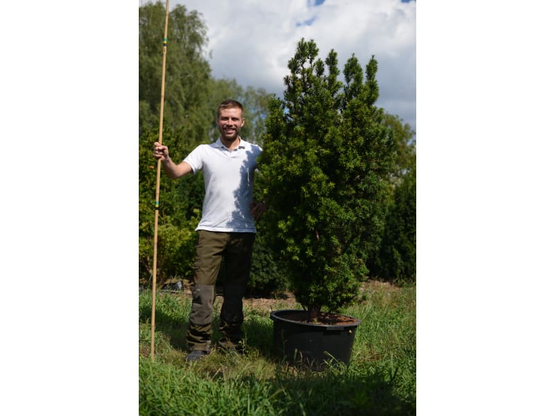 Cis pospolity - Taxus baccata - KrzyweDrzewa.pl