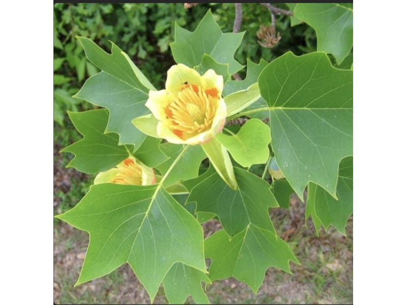 Tulipanowiec Amerykański - Liriodendron tulipifera - KrzyweDrzewa.pl