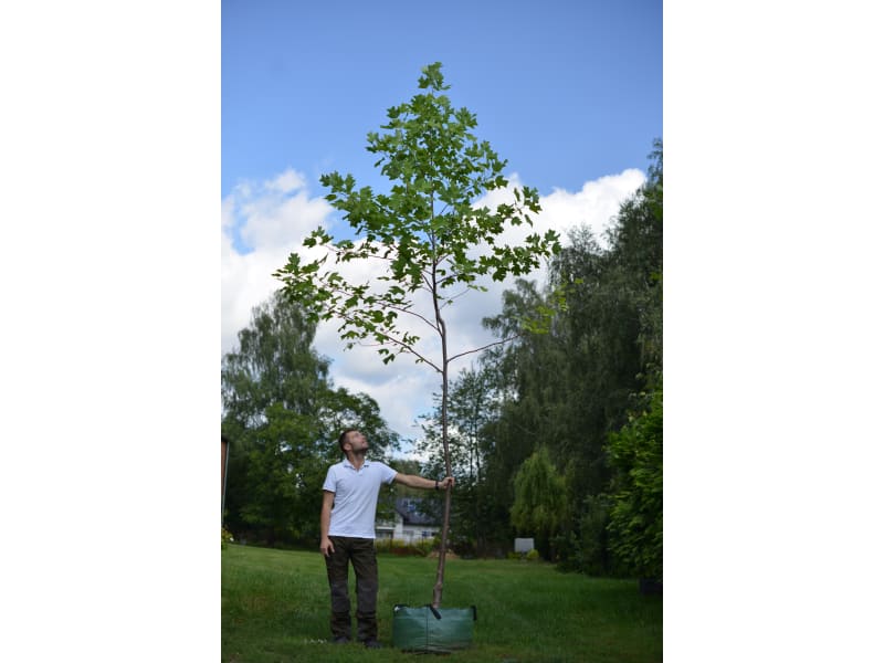 Tulipanowiec Amerykański - Liriodendron tulipifera - KrzyweDrzewa.pl