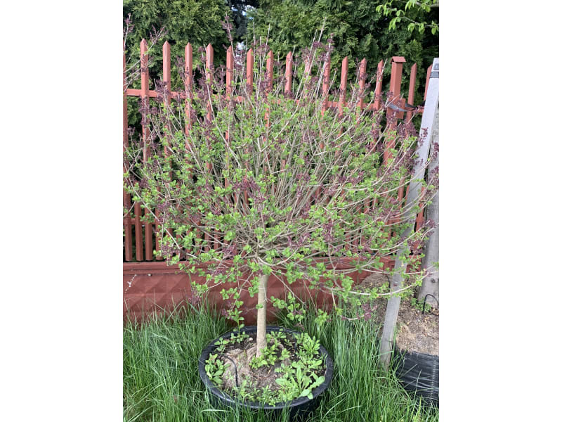 Bez lilak na pniu miniatura - Lilak Meyera Palibin - KrzyweDrzewa.pl