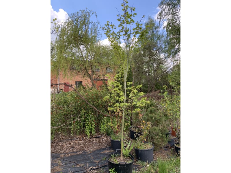 Klon palmowy - Acer palmatum - KrzyweDrzewa.pl