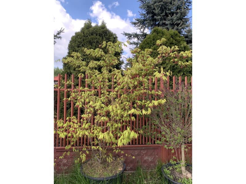 Klon palmowy - Acer palmatum - KrzyweDrzewa.pl