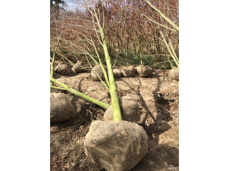 Grab pospolity - Carpinus Betulus - KrzyweDrzewa.pl