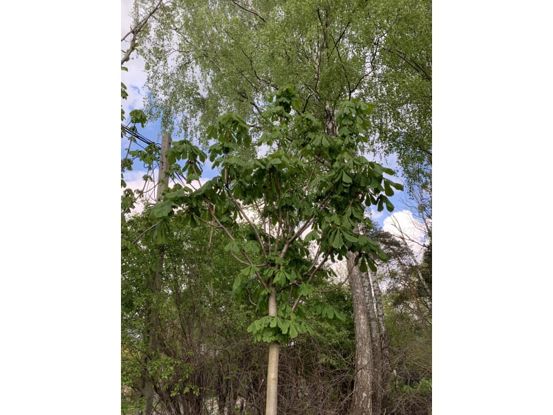 Kasztanowiec - Aesculus - KrzyweDrzewa.pl