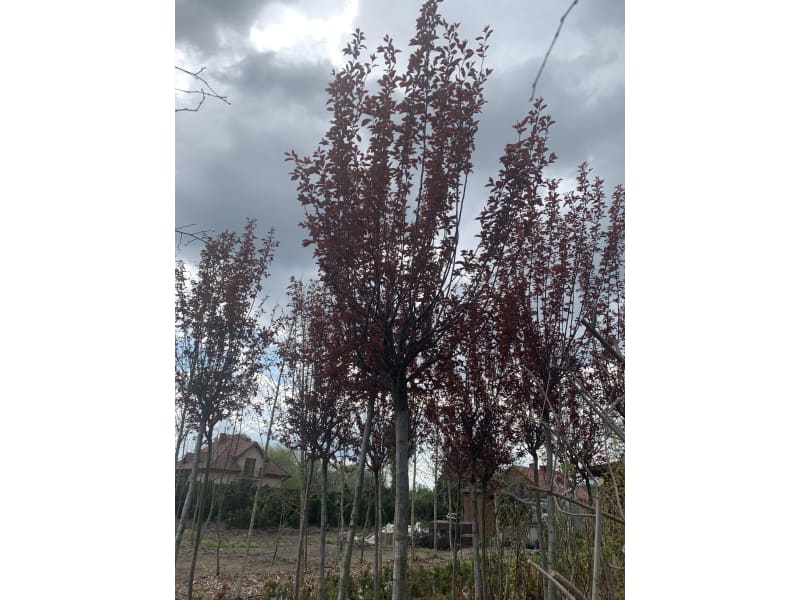 Śliwa wiśniowa - Prunus cerasifera 'Pissardii' - KrzyweDrzewa.pl