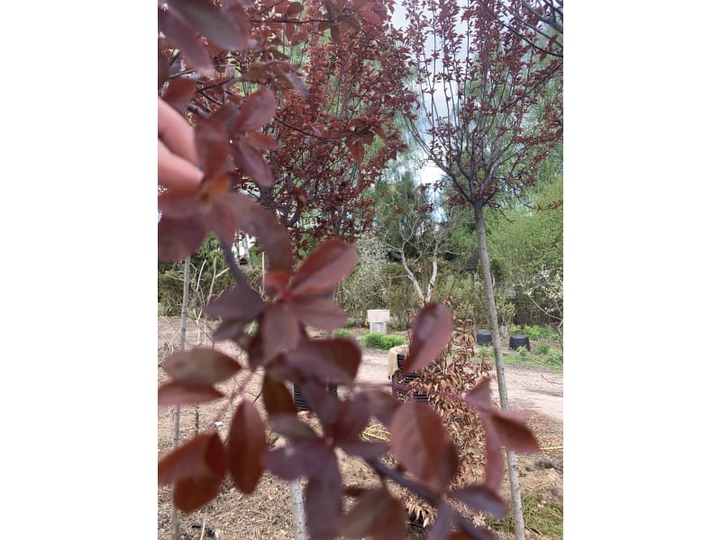 Śliwa wiśniowa - Prunus cerasifera 'Pissardii' - KrzyweDrzewa.pl