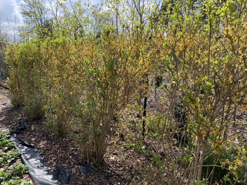 Forsycja żywopłotowa - Forsythia - KrzyweDrzewa.pl