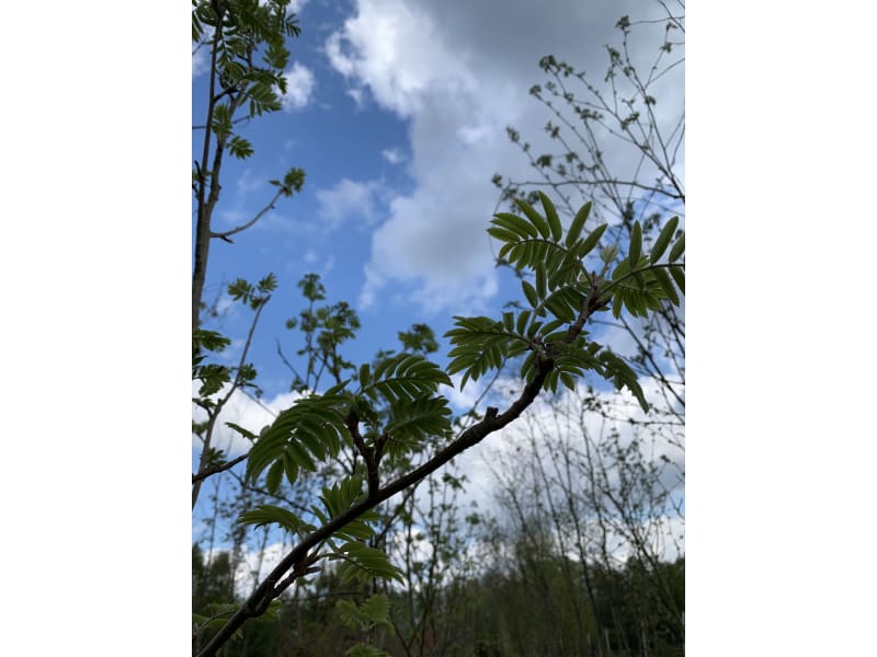 Jarzębina - Sorbus aucuparia - KrzyweDrzewa.pl