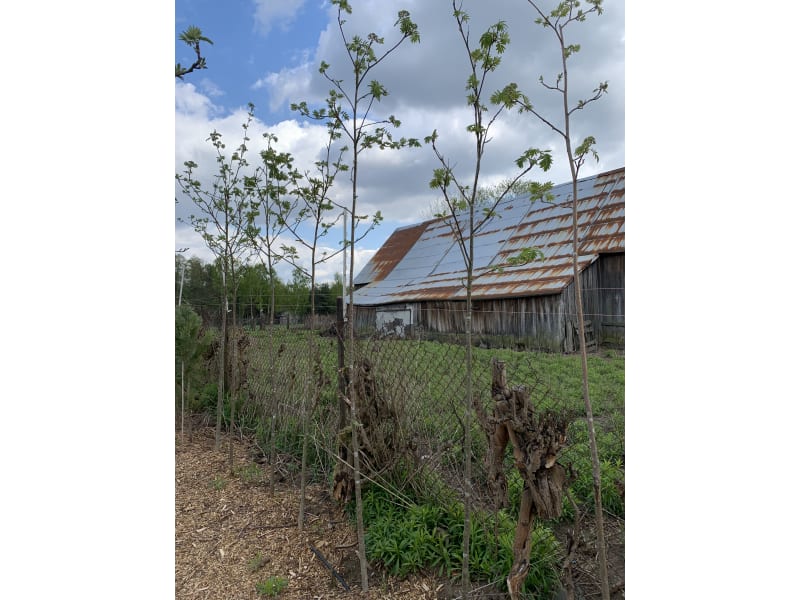 Jarzębina - Sorbus aucuparia - KrzyweDrzewa.pl